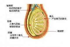 睾丸炎对生育有影响吗？